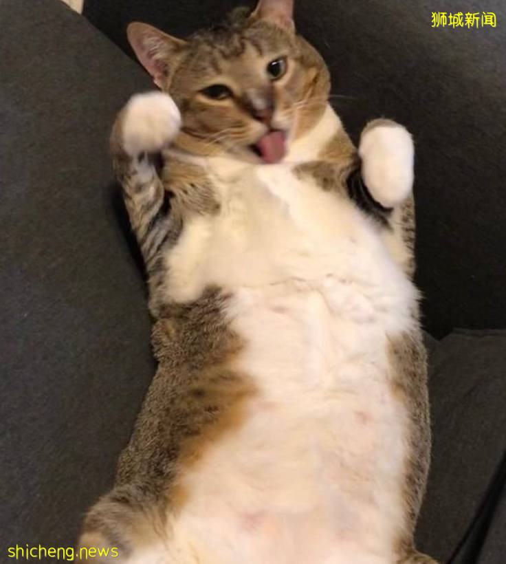 《神奇動物在哪裏之 NTU 篇》