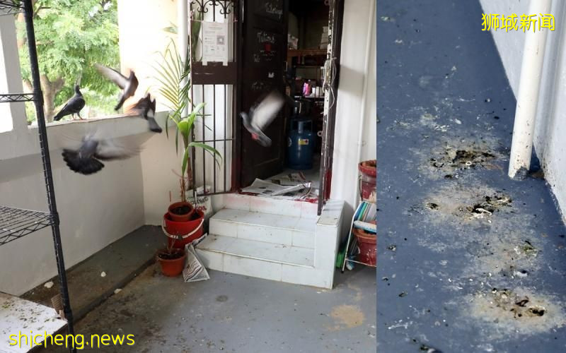 群鸽天天“入侵” 走廊满地鸟粪