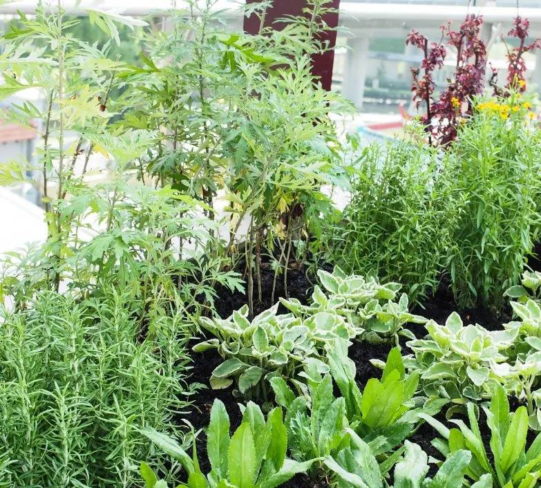 NParks又送种子了!西瓜、玉米、番茄,你想种哪个