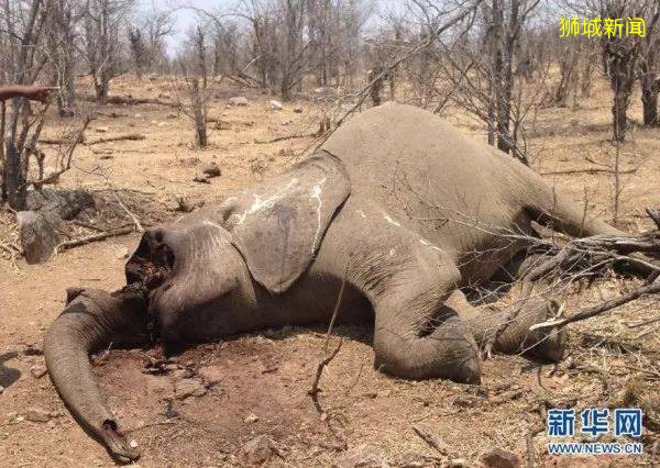 好樣的！新加坡銷毀9噸象牙，世界規模最大，全球直播