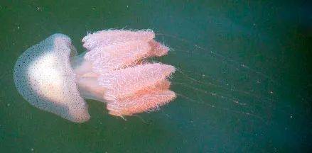 有毒水母泛濫新加坡海灘！聖淘沙禁止遊泳，巴西立海邊也有