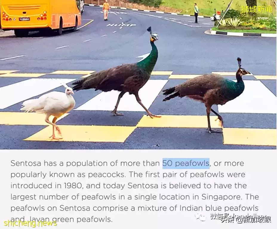 奇葩!新加坡孔雀和黑色轿车“打架”,原来是这个原因