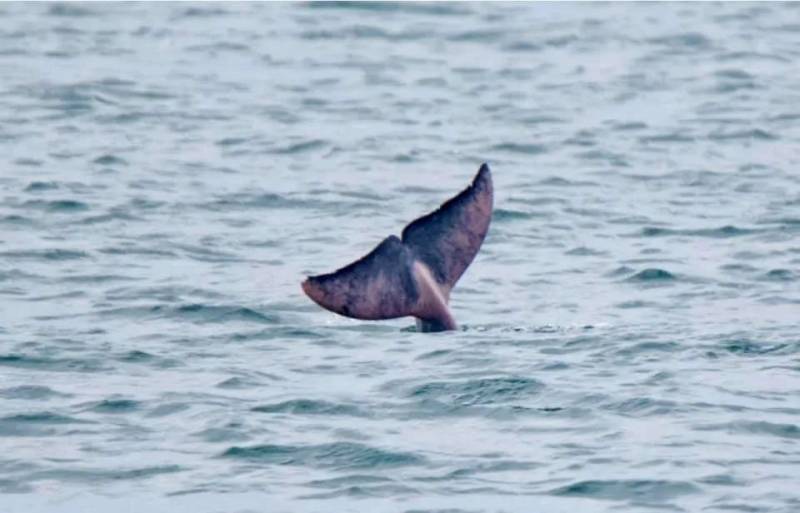 全民围观抓蟒蛇、抓蜥蜴！这样的新加坡有点刺激