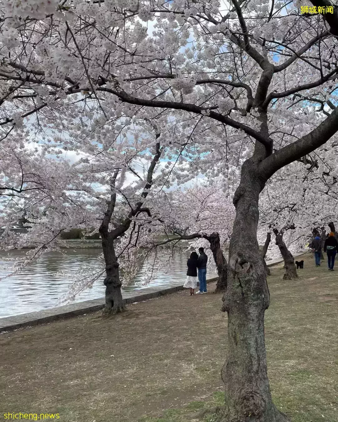 新加坡总理李显龙出访美国!打卡樱花树、白宫、还聊了这些