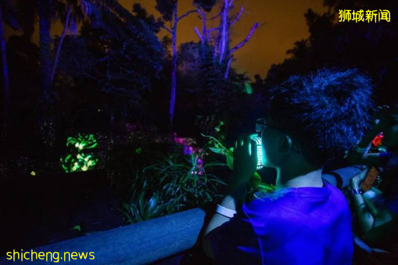 新加坡動物園沉浸式多媒體夜行體驗“RAINFOREST LUMINA”|CAAPA周末分享!