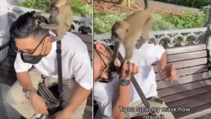 男子任由猴子为他“挑虱子” 网笑：免费护发