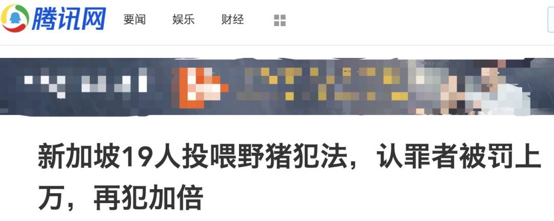 四人在新加坡餵野豬犯法,共被罰1萬新幣!這些罰款規定太多人踩雷