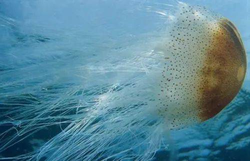 有毒水母泛濫新加坡海灘！聖淘沙禁止遊泳，巴西立海邊也有