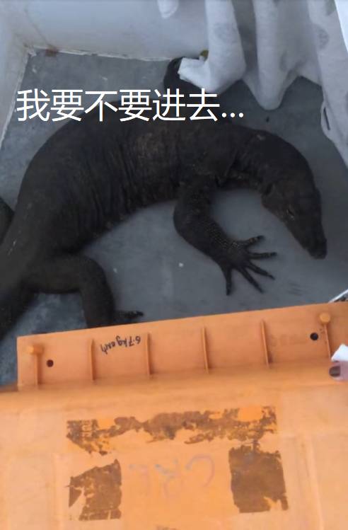 全民围观抓蟒蛇、抓蜥蜴！这样的新加坡有点刺激