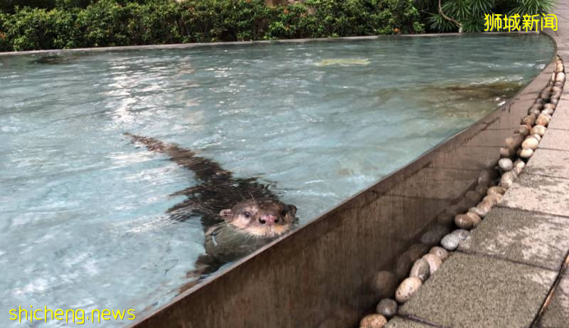 解封後，新加坡有“一對情侶”在馬路上沒戴口罩，公然擁抱!