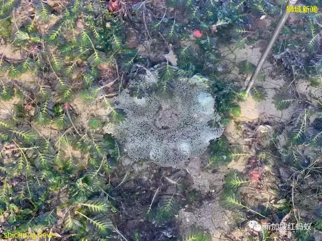 【圖文】這段18公裏沿海路線美爆了! 左看右看都不像在新加坡