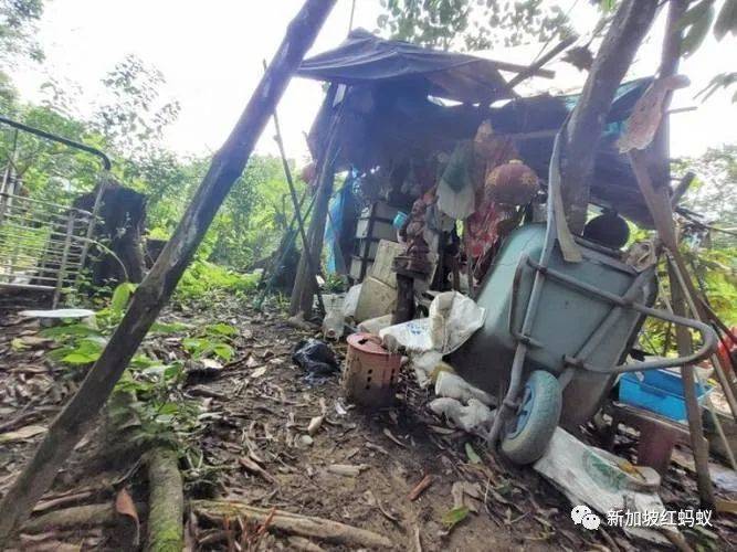 獅城“陶淵明”花10年悄悄在叢林裏開拓“世外桃源”　一朝被徒步者舉報，被令撤離