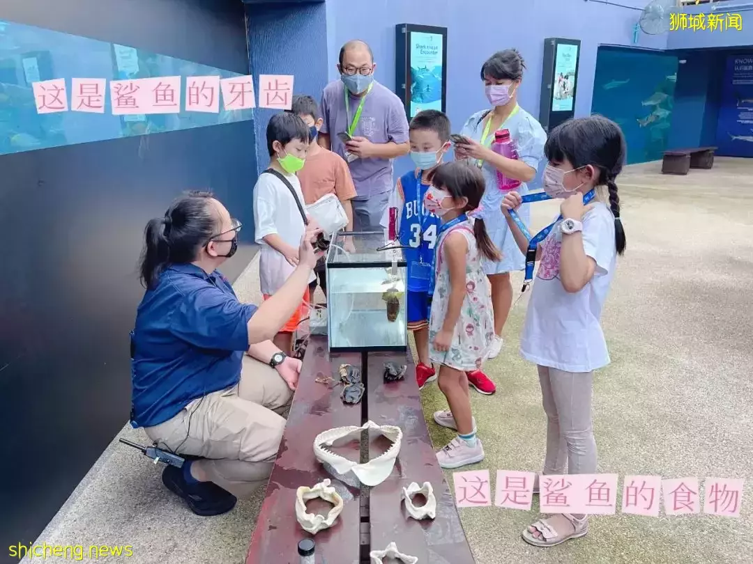 “从来没发现海洋馆这么好玩,我家娃竟然还拿到了鲨鱼的牙齿!”