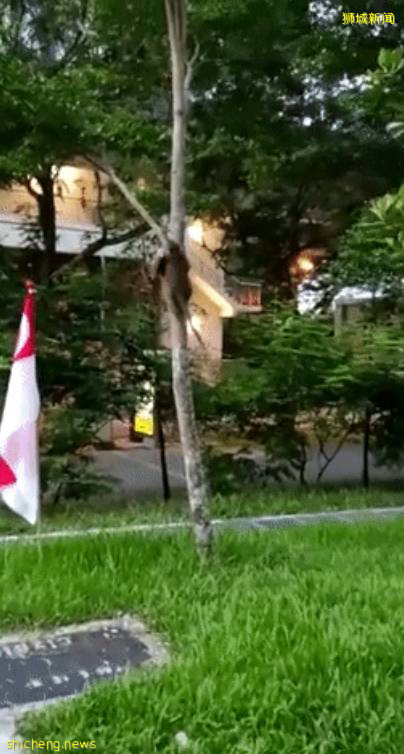 震惊!新加坡猴子生吃活鸡!它们还会偷包、偷手机、偷面包