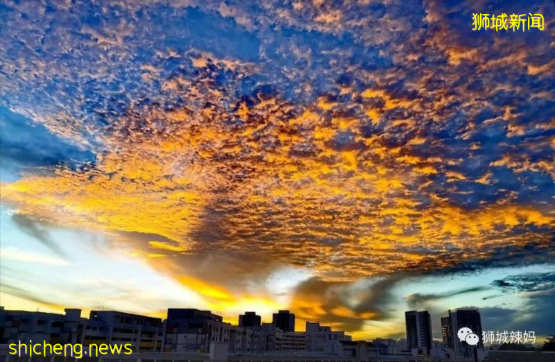 神兽出山！新加坡复课第一天，朝霞万丈!