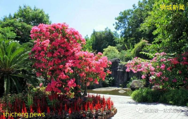 最美麗的自然風光: 新加坡植物園!