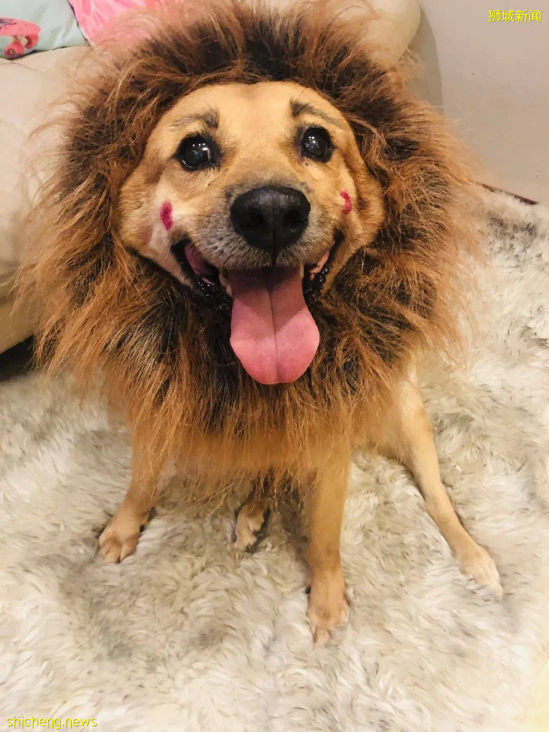 “我最亲爱的四喜走了,带走了我在新加坡16年的青春和回忆...”