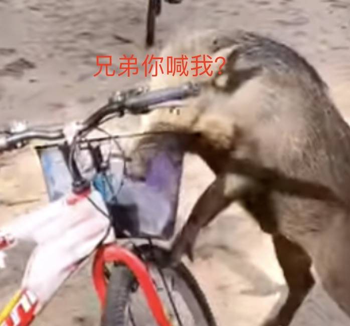 四人在新加坡喂野猪犯法，共被罚1万新币！这些罚款规定太多人踩雷