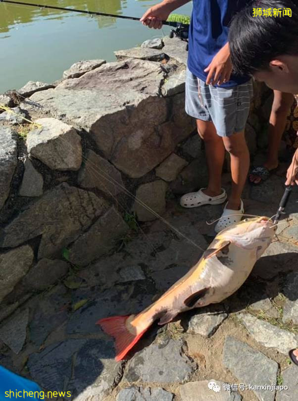 新加坡小桂林钓到大红尾鲶鱼!却不知不觉中违法了