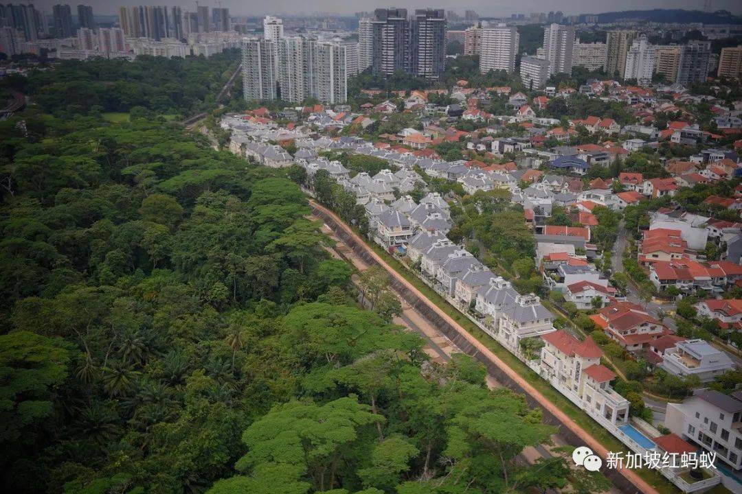 新加坡這片森林被標記爲住宅用地　四天內超過3萬人簽名請願留住森林