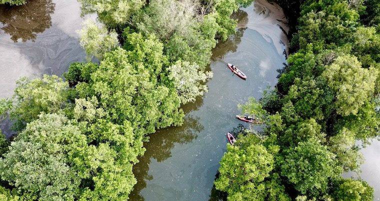 新加坡隱藏玩法大揭秘!遠離城市喧囂,乘皮劃艇穿越原始紅樹林