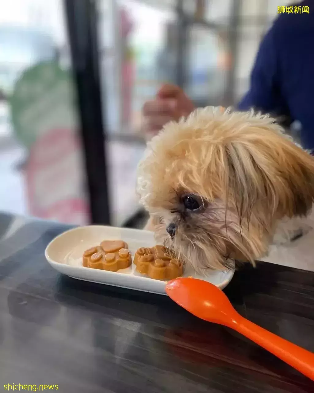 吃喝撸狗兩不誤!新加坡15家寵物友好咖啡廳 · 快上小可愛一起去體驗吧