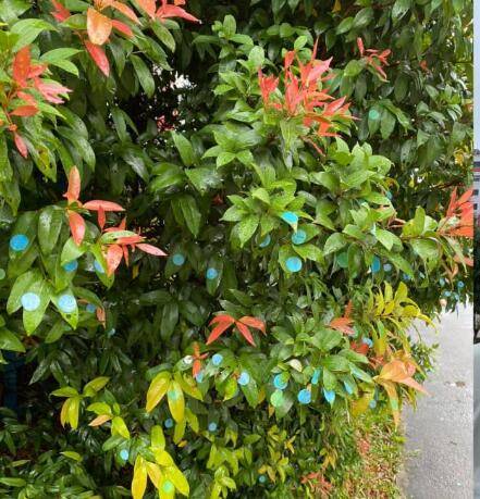 新加坡“素质”被全球“窥见”，网友感叹：素质每况愈下