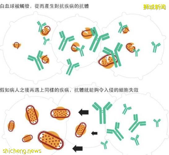 揭秘超强新病毒!疑“新冠+艾滋”形成,年轻人中快速传播!新加坡卫生部长回应