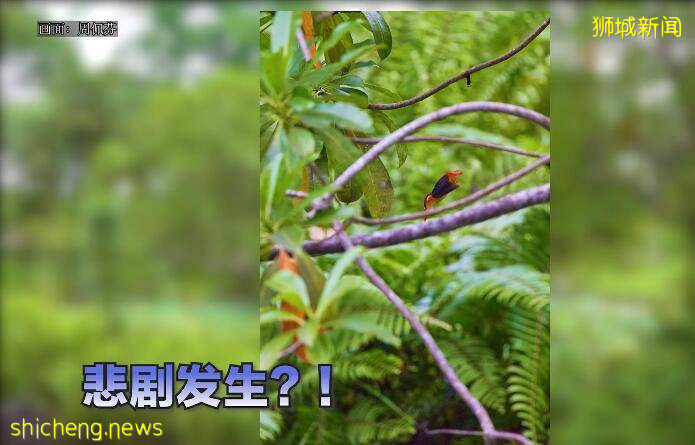 新加坡公园发生诡异一幕,罕见三趾翠鸟飞入池塘后“蒸发不见”