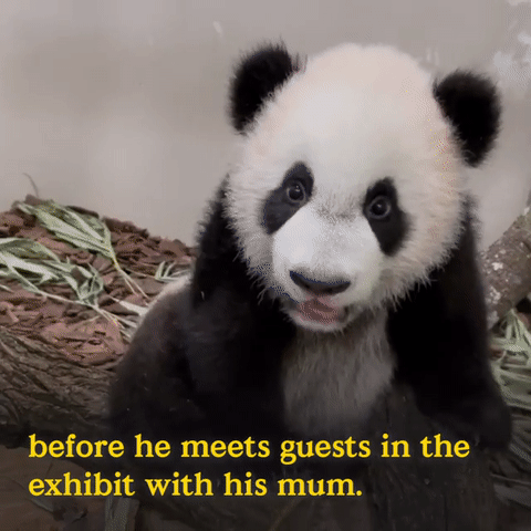 为看一眼新加坡出生的小熊猫,他们排队几小时