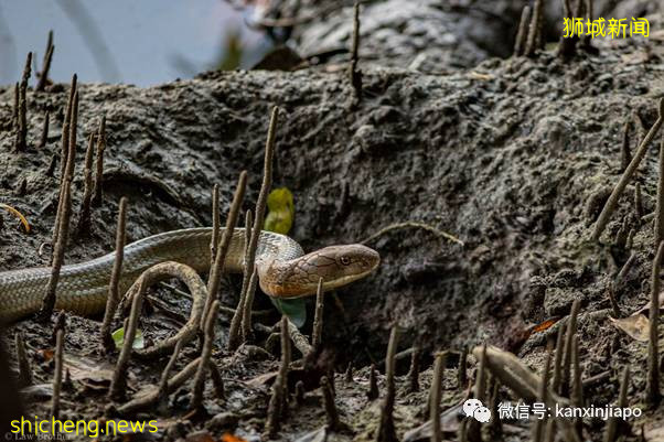 新加坡上演眼镜王蛇PK大蟒蛇,真实争霸战!谁吃掉了谁