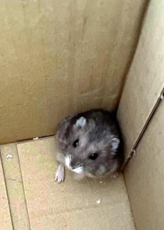 家猫叼了两只仓鼠回家  女主人头大 急寻找失主 