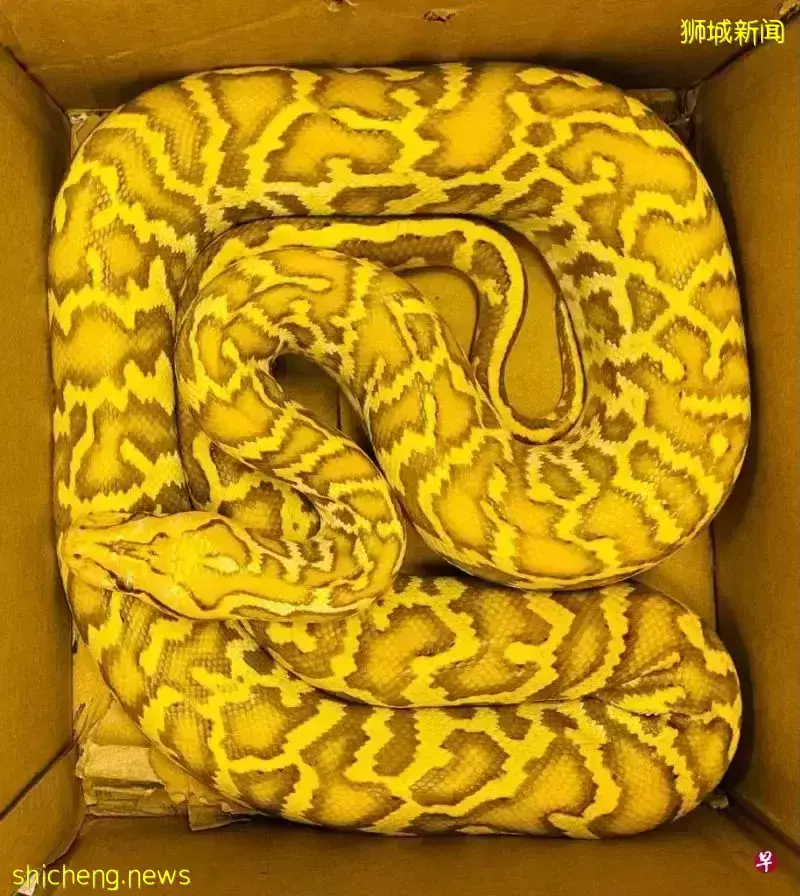 新中四机构合作缴获走私象牙制品 获颁联合国奖项