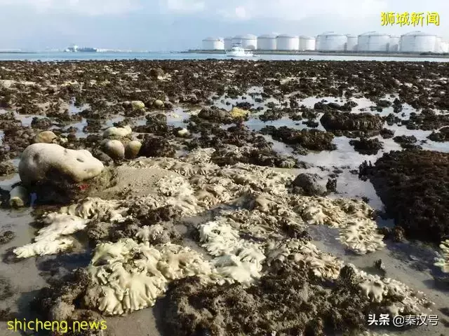 新加坡,越來越大了!50多年國土增加了25%,是怎麽做到的