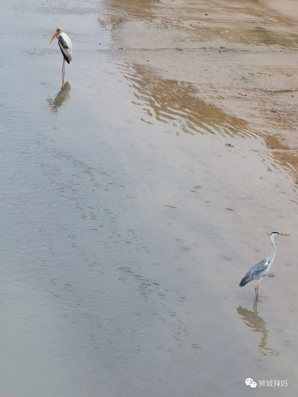 新加坡最好玩的海灘公園!趕海、騎馬、劃艇、樹籬迷宮、燒烤露營,超適合家庭出遊