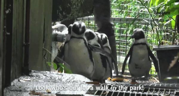 治愈！新加坡动物园关闭后：企鹅集体散步 猩猩玩泡泡