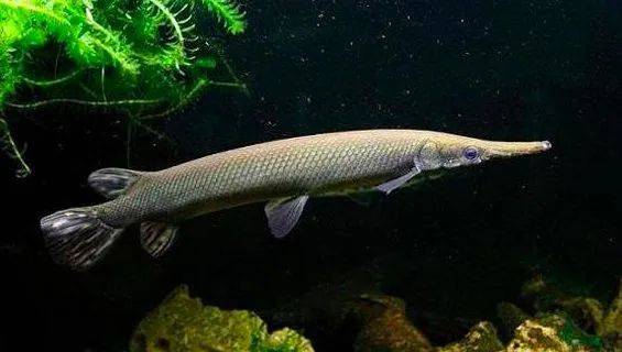 新加坡蓄水池出現恐怖形狀的怪物魚!怎麽來到新加坡的