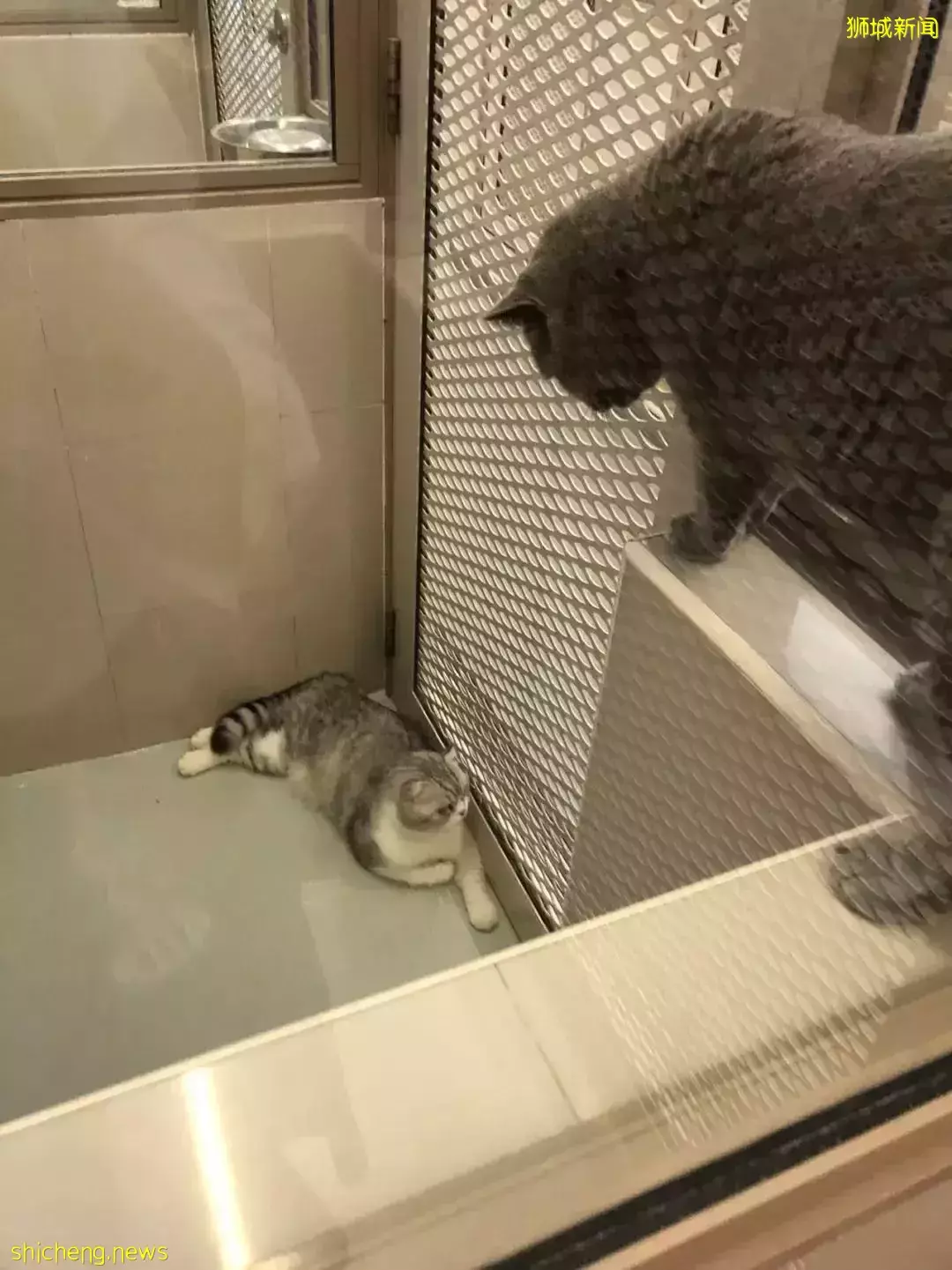 耗时6个月,隔离30天,我的宝贝终于来新加坡跟我团聚了