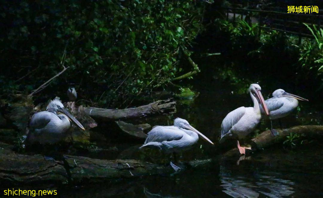 漫遊獅城 爲什麽這裏是網紅打卡地