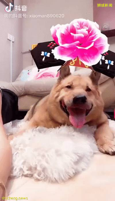 “我最亲爱的四喜走了,带走了我在新加坡16年的青春和回忆...”