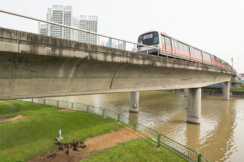 本地水獭成国际网红　继英国之后又红遍法国