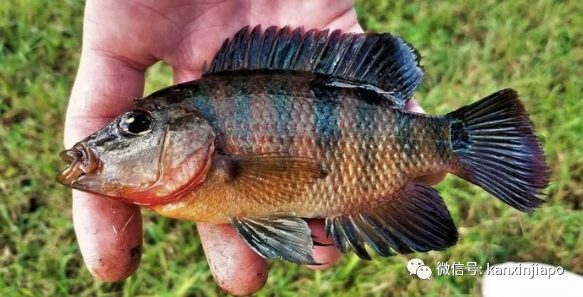 新加坡水库岸边布满密密麻麻无数粉红蛋!貌似外星物种入侵