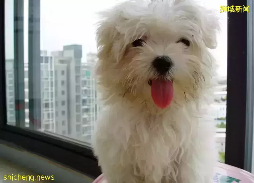 新加坡狗狗得重症选择“离家出走”，主人重金寻狗盼速归