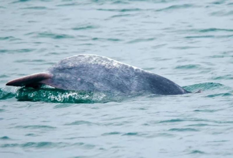 全民围观抓蟒蛇、抓蜥蜴！这样的新加坡有点刺激