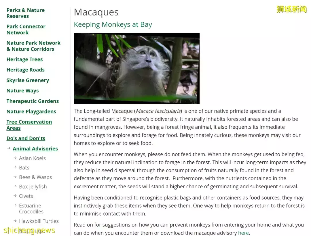 猴哥再见！NTU 已将两只猕猴迁移至校外保护区