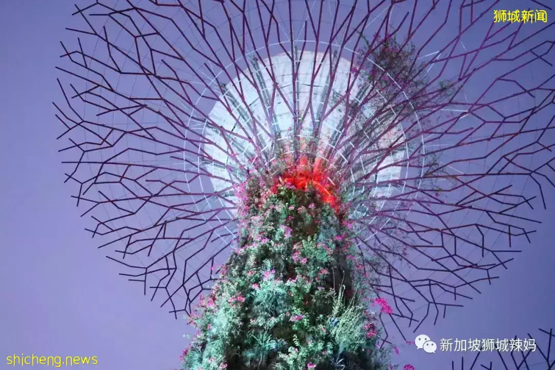 采访了100个在新加坡的人,你有多久没回国了?答案震惊了