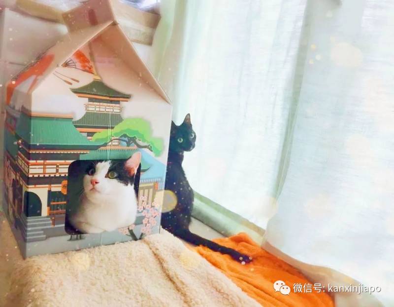 怎么带宠物飞中国和新加坡？疫情期间的真实案例分享