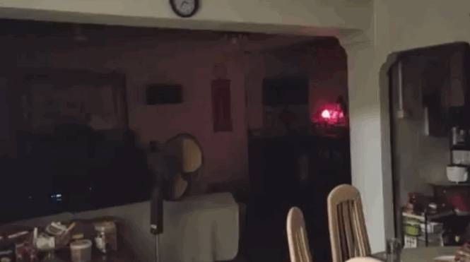 “救命！我在新加坡厨房里挂了一串香蕉，引来一群蝙蝠！”