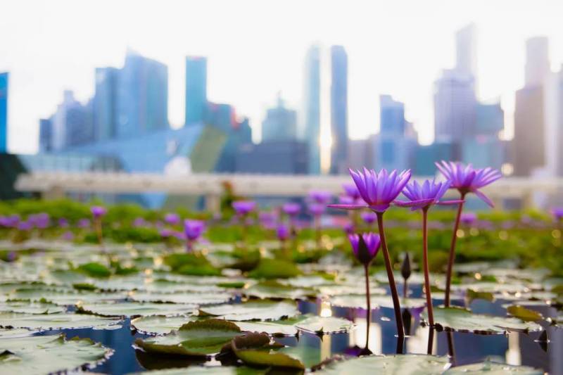 疫情之下，移民新加坡成爲熱門之選，和大家分享一下移民新加坡你需要知道的事