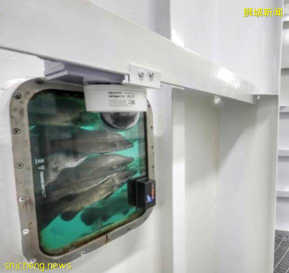 新加坡明年添加4000份可持续升级新兴工作